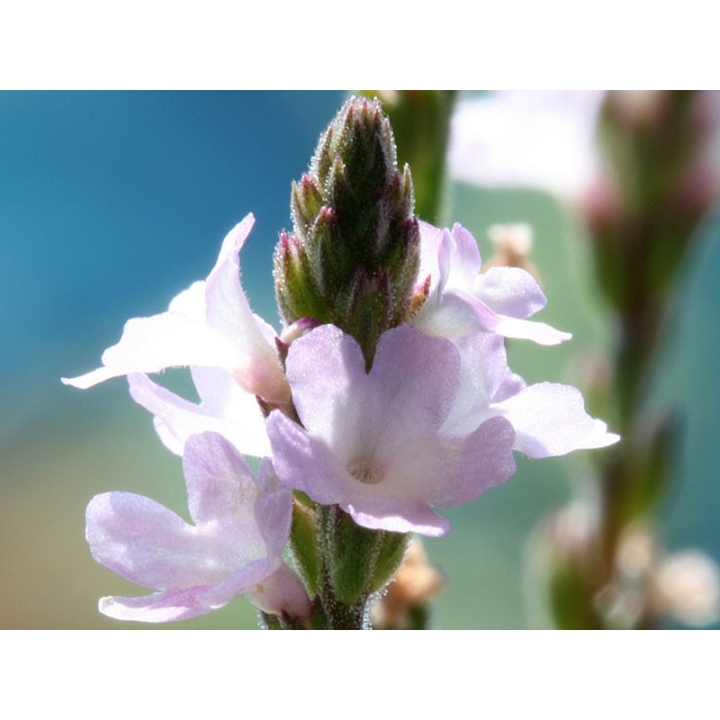 Vervain Healing Herbs 10 ml (Verveine) Healing Herbs 2 - mesfleursdebach.com 