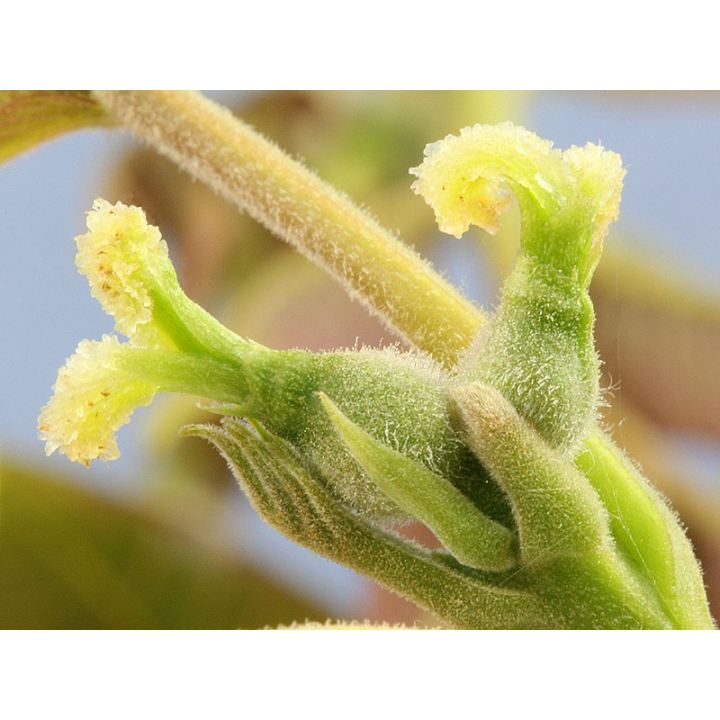 Walnut Healing Herbs 10 ml (Noyer) Healing Herbs 2 - mesfleursdebach.com 