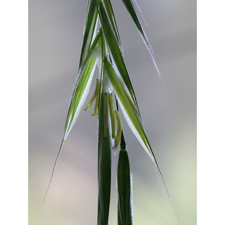 Wild Oat Healing Herbs 10 ml (Folle Avoine) Healing Herbs 2 - mesfleursdebach.com 