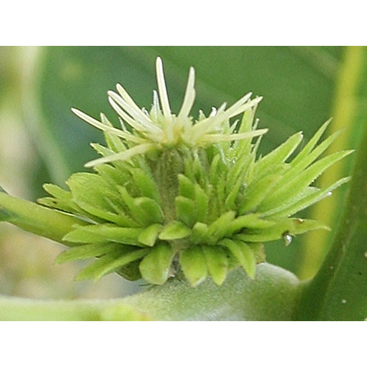 Sweet Chestnut Healing Herbs 30 ml (Châtaignier) Healing Herbs 3 - mesfleursdebach.com 