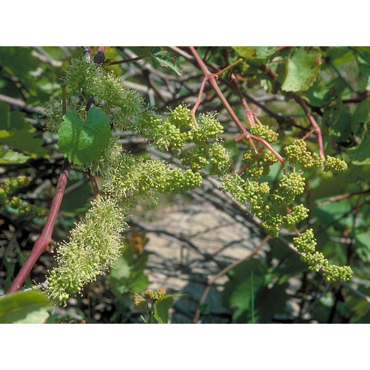Vine Healing Herbs 30 ml (Vigne) Healing Herbs 3 - mesfleursdebach.com 