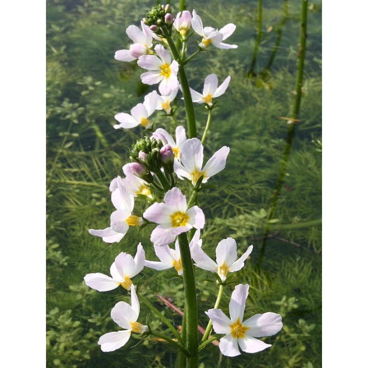 Water Violet Healing Herbs 30 ml (Violette d'Eau ou Hottonie des marais) Healing Herbs 3 - mesfleursdebach.com 