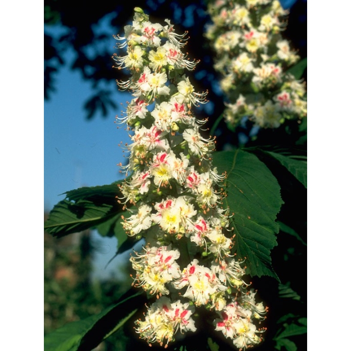 White Chestnut Healing Herbs 30 ml (Marronnier Blanc) Healing Herbs 3 - mesfleursdebach.com 