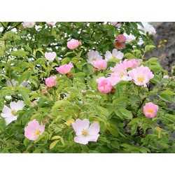 Wild Rose Healing Herbs 30 ml (Églantine)
