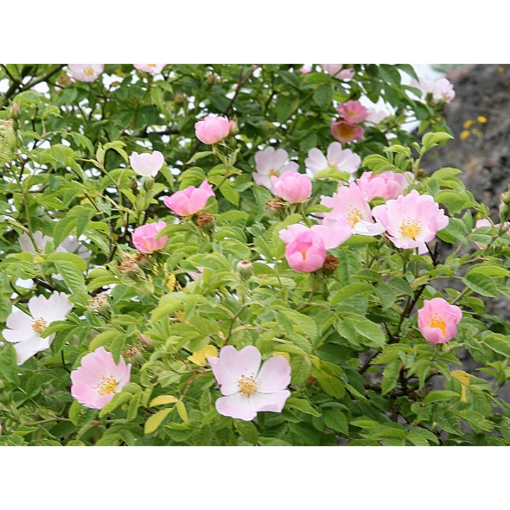 Wild Rose Healing Herbs 30 ml (Églantine) Healing Herbs 3 - mesfleursdebach.com 