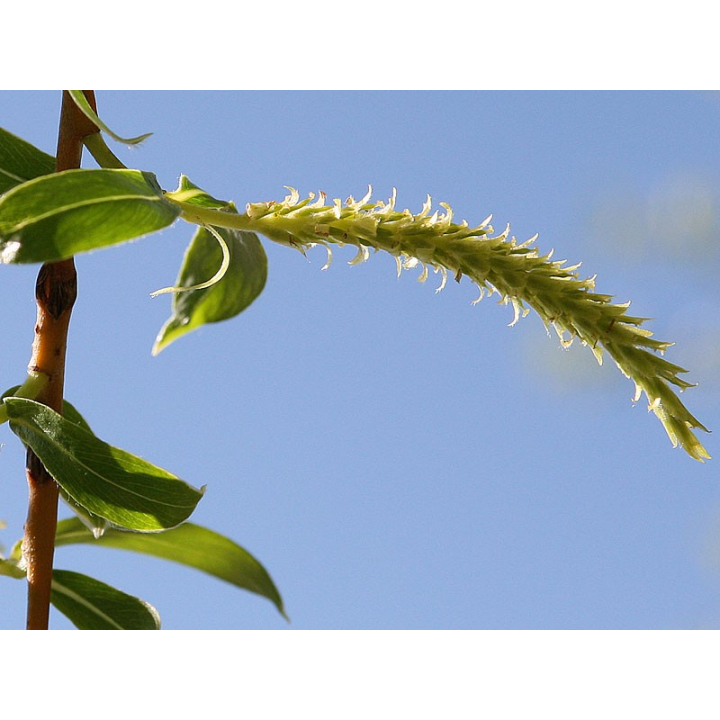 Willow Healing Herbs 30 ml (Saule) Healing Herbs 3 - mesfleursdebach.com 