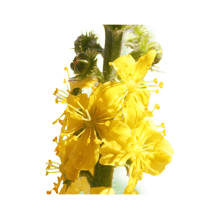 Agrimony Healing Herbs 30 ml (Aigremoine) Healing Herbs 3 - mesfleursdebach.com 