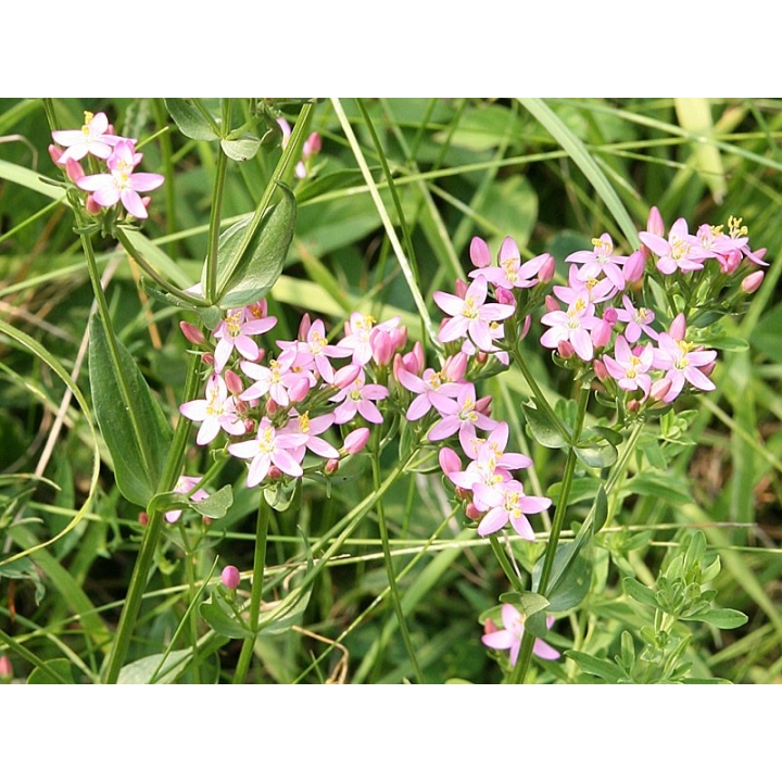 Centaury Healing Herbs 30 ml (Centaurée) Healing Herbs 3 - mesfleursdebach.com 
