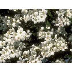 Cherry Plum Healing Herbs 30 ml  (Prunier Myrobolan)