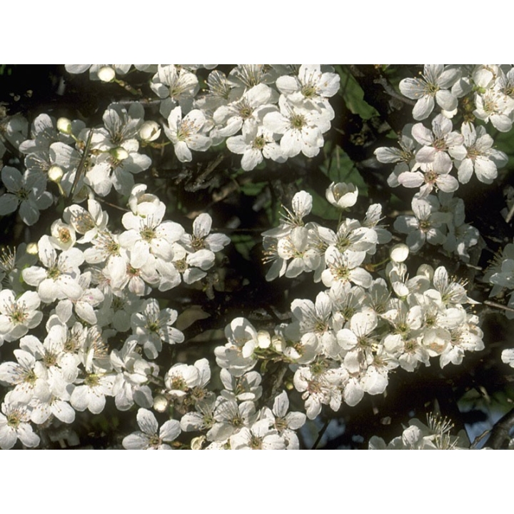Cherry Plum Healing Herbs 30 ml (Prunier Myrobolan) Healing Herbs 3 - mesfleursdebach.com 