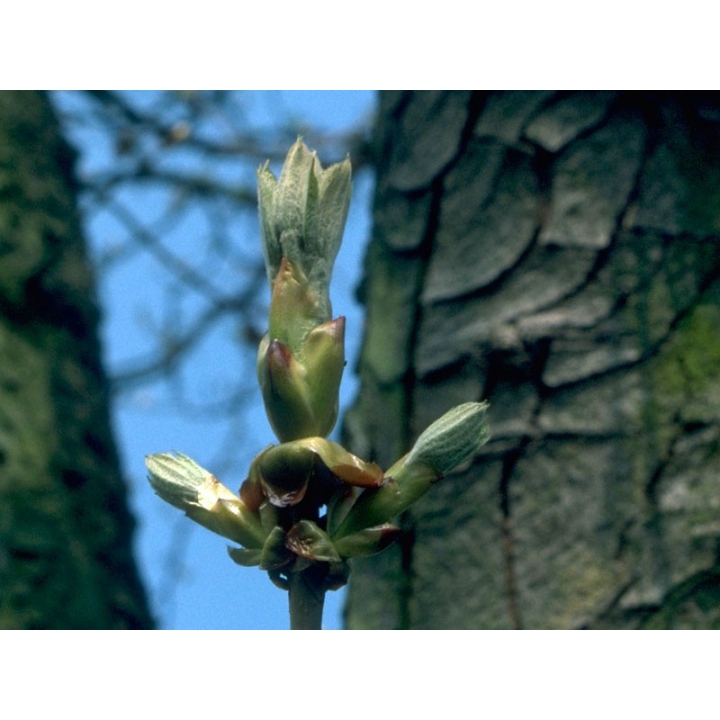 Chestnut Bud Healing Herbs 30 ml (Bourgeon de Marronnier) Healing Herbs 3 - mesfleursdebach.com 
