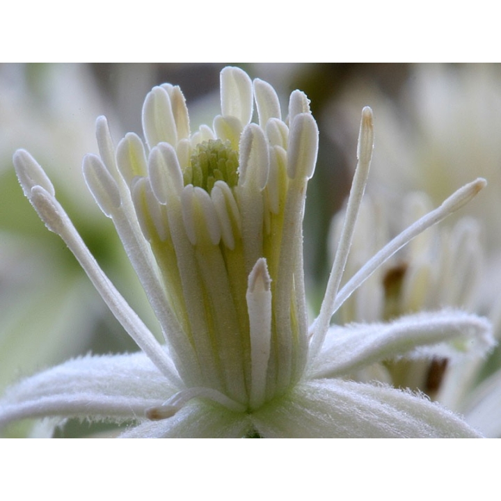 Clematis Healing Herbs 30 ml (Clématite) Healing Herbs 3 - mesfleursdebach.com 
