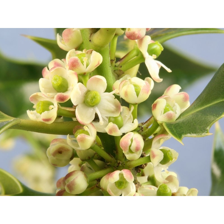 Holly Healing Herbs 30 ml (Houx) Healing Herbs 3 - mesfleursdebach.com 