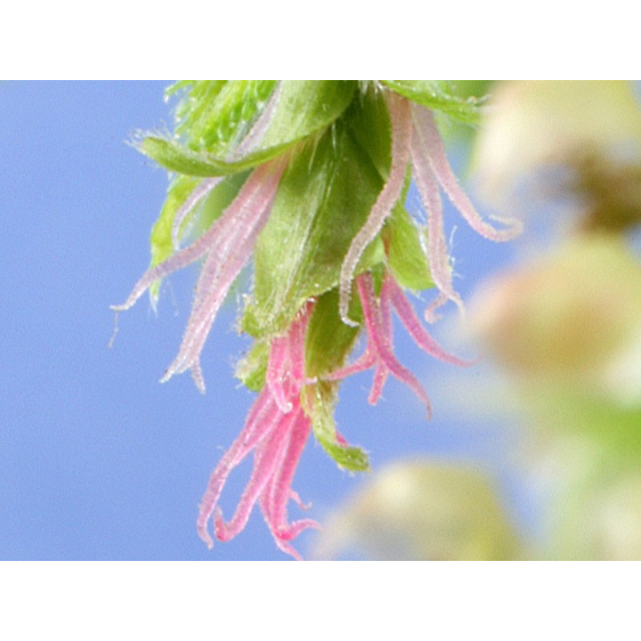 Hornbeam Healing Herbs 30 ml (Charme) Healing Herbs 3 - mesfleursdebach.com 