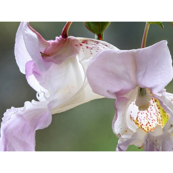 Impatiens Healing Herbs 30 ml (Impatiente) Healing Herbs 3 - mesfleursdebach.com 