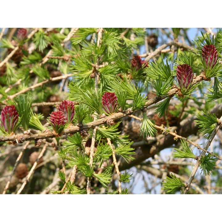 Larch Healing Herbs 30 ml (Mélèze) Healing Herbs 3 - mesfleursdebach.com 