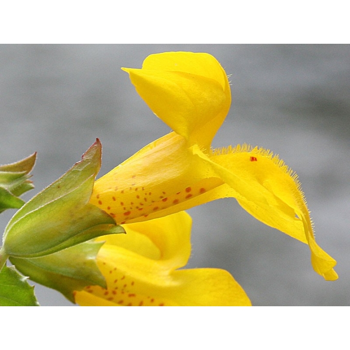 Mimulus Healing Herbs 30 ml (Mimule) Healing Herbs 3 - mesfleursdebach.com 