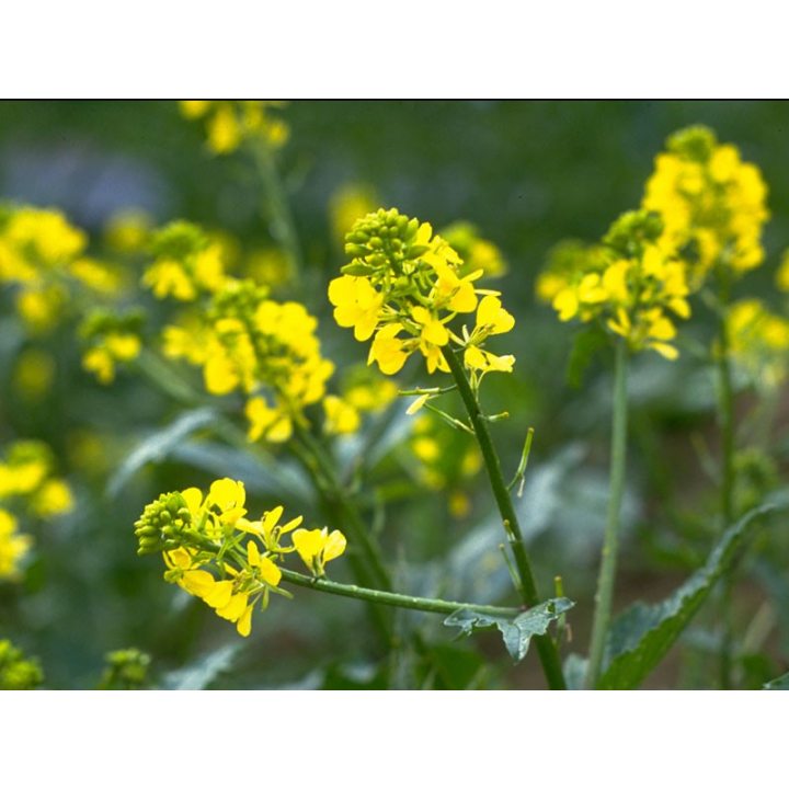 Mustard Healing Herbs 30 ml (Moutarde) Healing Herbs 3 - mesfleursdebach.com 