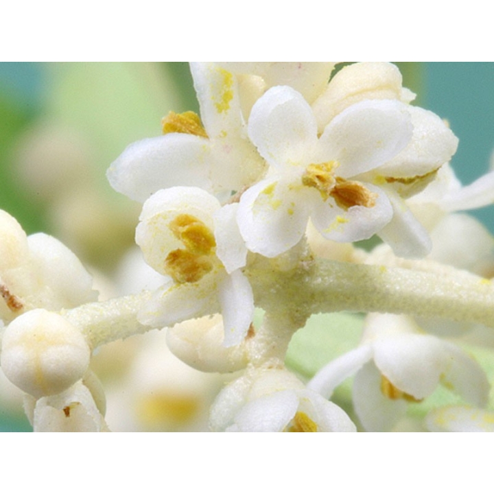 Olive Healing Herbs 30 ml (Olive) Healing Herbs 3 - mesfleursdebach.com 