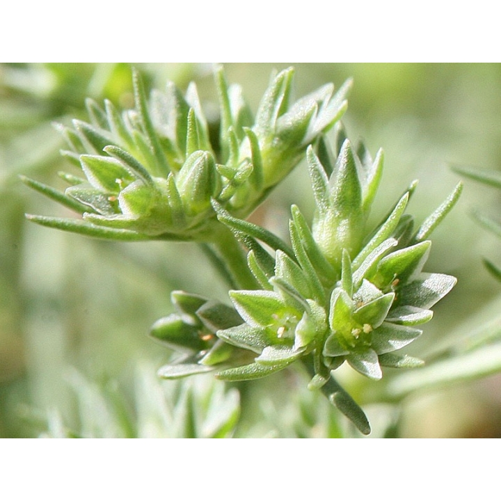 Scleranthus Healing Herbs 30 ml (Alène) Healing Herbs 3 - mesfleursdebach.com 