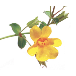 Etiquettes Mimulus - Planche de 15 Mes Fleurs de BACH 1 - mesfleursdebach.com 