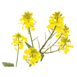 Etiquettes Mustard - Planche de 15 Mes Fleurs de BACH 1 - mesfleursdebach.com 