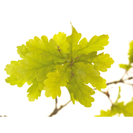 Etiquettes Oak - Planche de 15 Mes Fleurs de BACH 1 - mesfleursdebach.com 