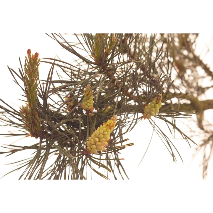 Etiquettes Pine - Planche de 15 Mes Fleurs de BACH 1 - mesfleursdebach.com 