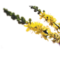 Agrimony fleurs de bach original 20 ml (Aigremoine)