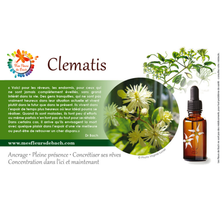 Clematis Bach Original - Fleur de Bach Authentique 20 ml (Clématite) Bach Original Nelsons 9 - mesfleursdebach.com 