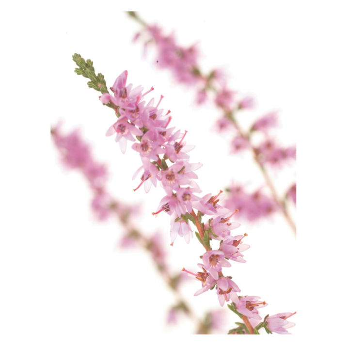 Heather Bach Original - Fleur de Bach Authentique 20 ml (Bruyère) Bach Original Nelsons 6 - mesfleursdebach.com 
