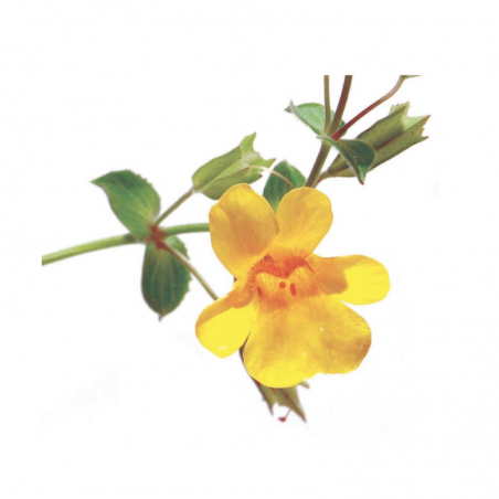 Mimulus fleurs de bach original 20 ml (Mimule)