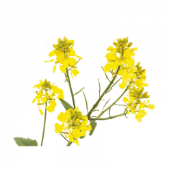 Mustard fleurs de bach original 20 ml (Moutarde)