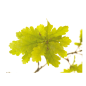 Oak fleurs de bach original 20 ml (Chêne)