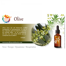 Olive (Olive) 20ML BACH ORIGINALS