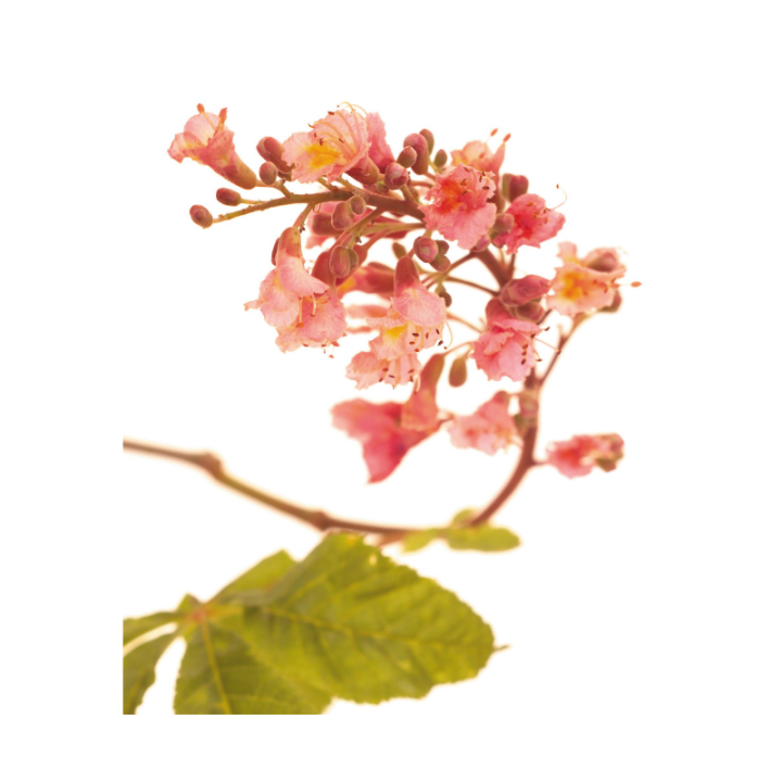 Red Chestnut Bach Original - Fleur de Bach Authentique 20 ml (Marronnier Rouge) Bach Original Nelsons 6 - mesfleursdebach.com 