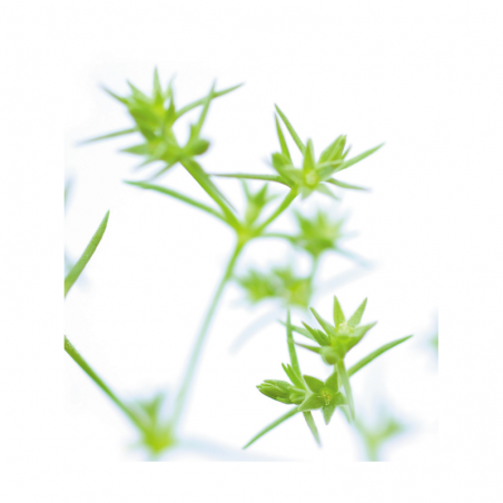 Scleranthus fleurs de bach original 20 ml (Alène)