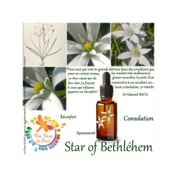 Star of Bethlehem (Étoile de Bethléem) 20ML BACH ORIGINALS