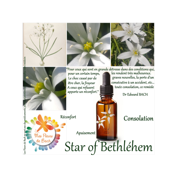 Star of Bethlehem Bach Original - Fleur de Bach Authentique 20 ml (Étoile de Bethléem) Bach Original Nelsons 7 - mesfleursdebach