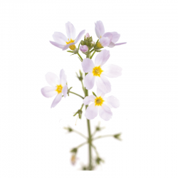 Water Violet fleurs de bach original 20 ml (Violette d'Eau)