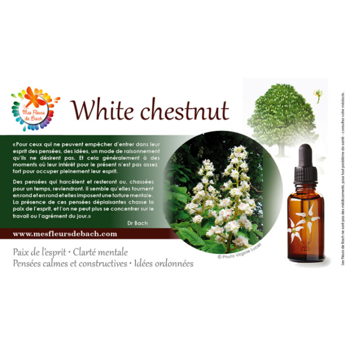 White Chestnut Bach Original - Fleur de Bach Authentique 20 ml (Marronnier Blanc) Bach Original Nelsons 5 - mesfleursdebach.com 