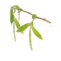 Willow fleurs de bach original 20 ml (Saule)