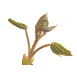 Chestnut Bud Fleurs de l'Atlas 10 ml (Bourgeon de Marronnier)