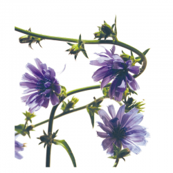 Chicory Fleurs de l'Atlas 10 ml (Chicorée)