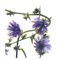 Chicory Fleurs de l'Atlas 10 ml (Chicorée)
