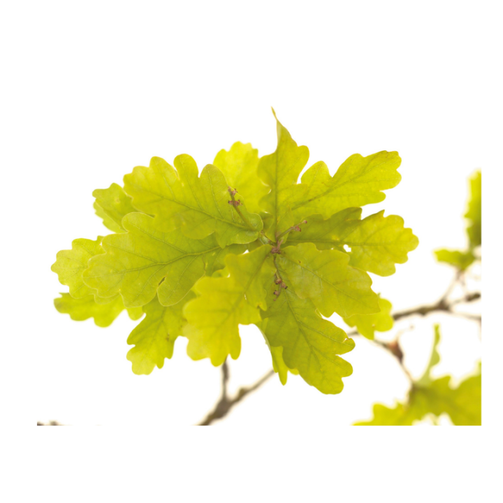 Oak Fleurs de Bach sans alcool - Fleurs de l'Atlas 10 ml (Chêne) Fleurs de l'Atlas - Sans alcool 2 - mesfleursdebach.com 