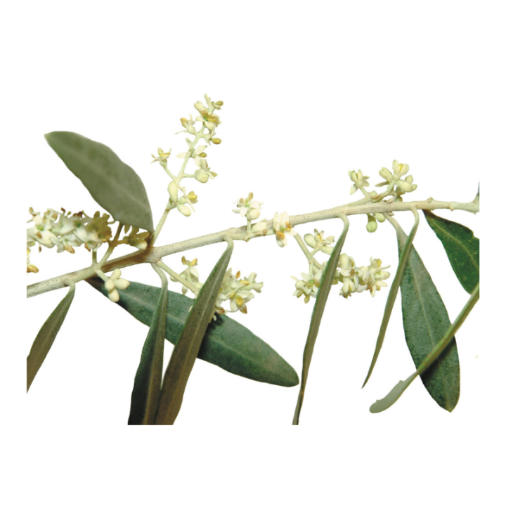 Olive Fleurs de Bach sans alcool - Fleurs de l'Atlas 10 ml (Olive) Fleurs de l'Atlas - Sans alcool 1 - mesfleursdebach.com 