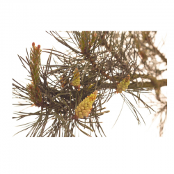 Pine Fleurs de l'Atlas 10 ml (Pin Sylvestre)