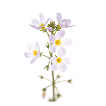 Water Violet Fleurs de l'Atlas 10 ml (Violette d'Eau ou Hottonie des marais)