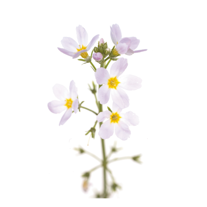Water Violet Fleurs de Bach sans alcool - Fleurs de l'Atlas 10 ml (Violette d'Eau ou Hottonie des marais) Fleurs de l'Atlas - Sa